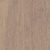 Sand Bamboo